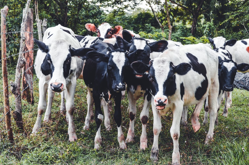 a group of cows in a field