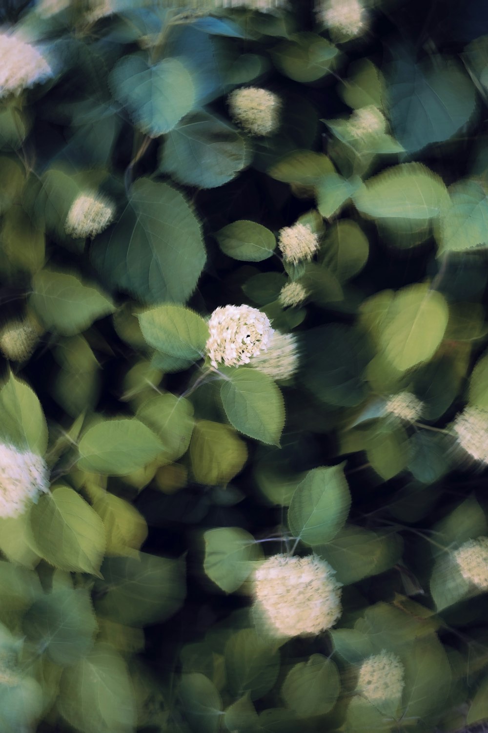 un groupe de fleurs