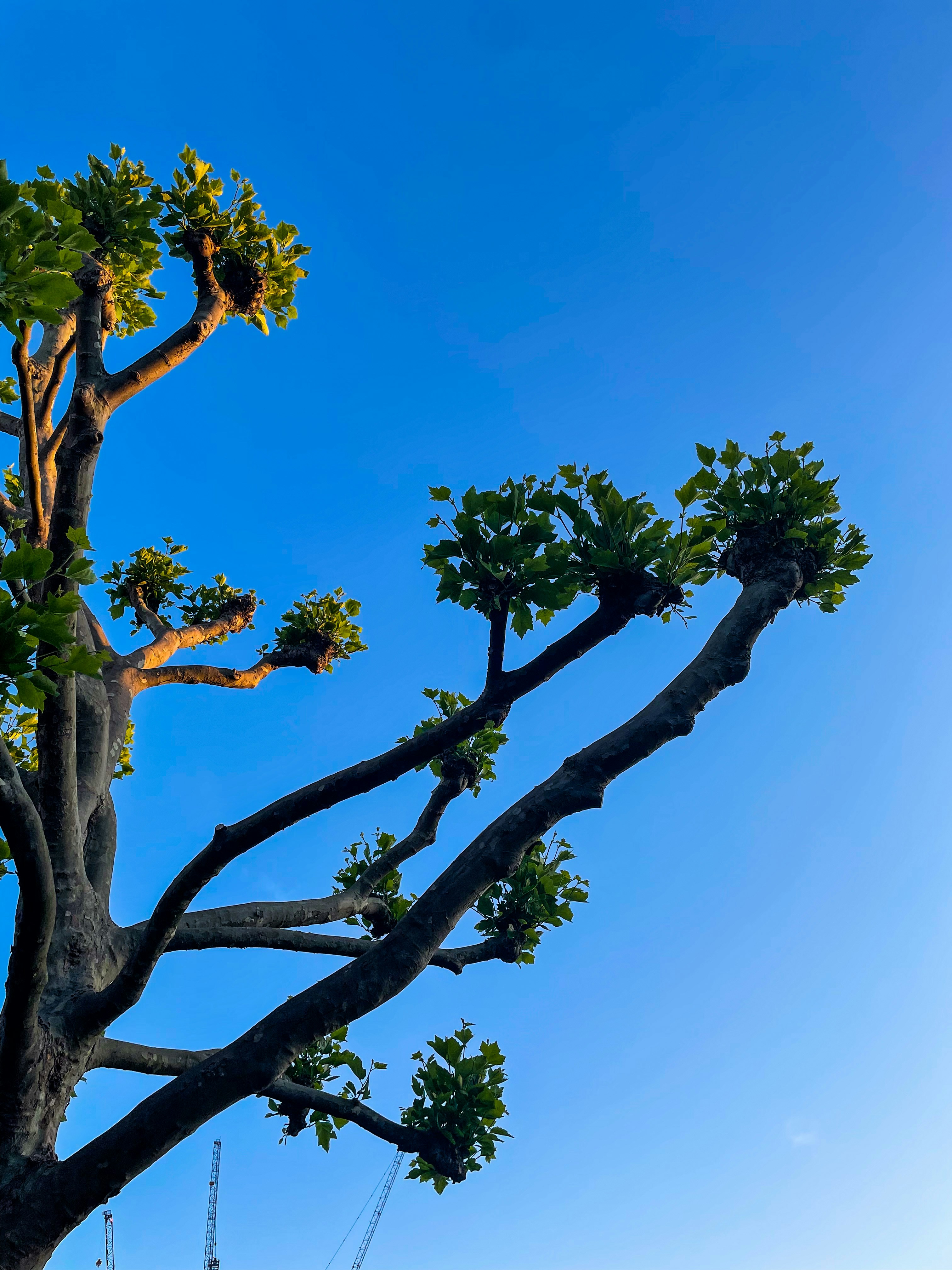 A tree with leaves photo – Free Blue Image on Unsplash