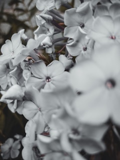 A cluster of soft-focus flowers with delicate petals creates a soothing, gentle atmosphere. The flowers are mostly white with slight hints of color at their centers, set against a muted background that hints at foliage.