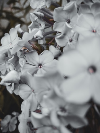 A cluster of soft-focus flowers with delicate petals creates a soothing, gentle atmosphere. The flowers are mostly white with slight hints of color at their centers, set against a muted background that hints at foliage.