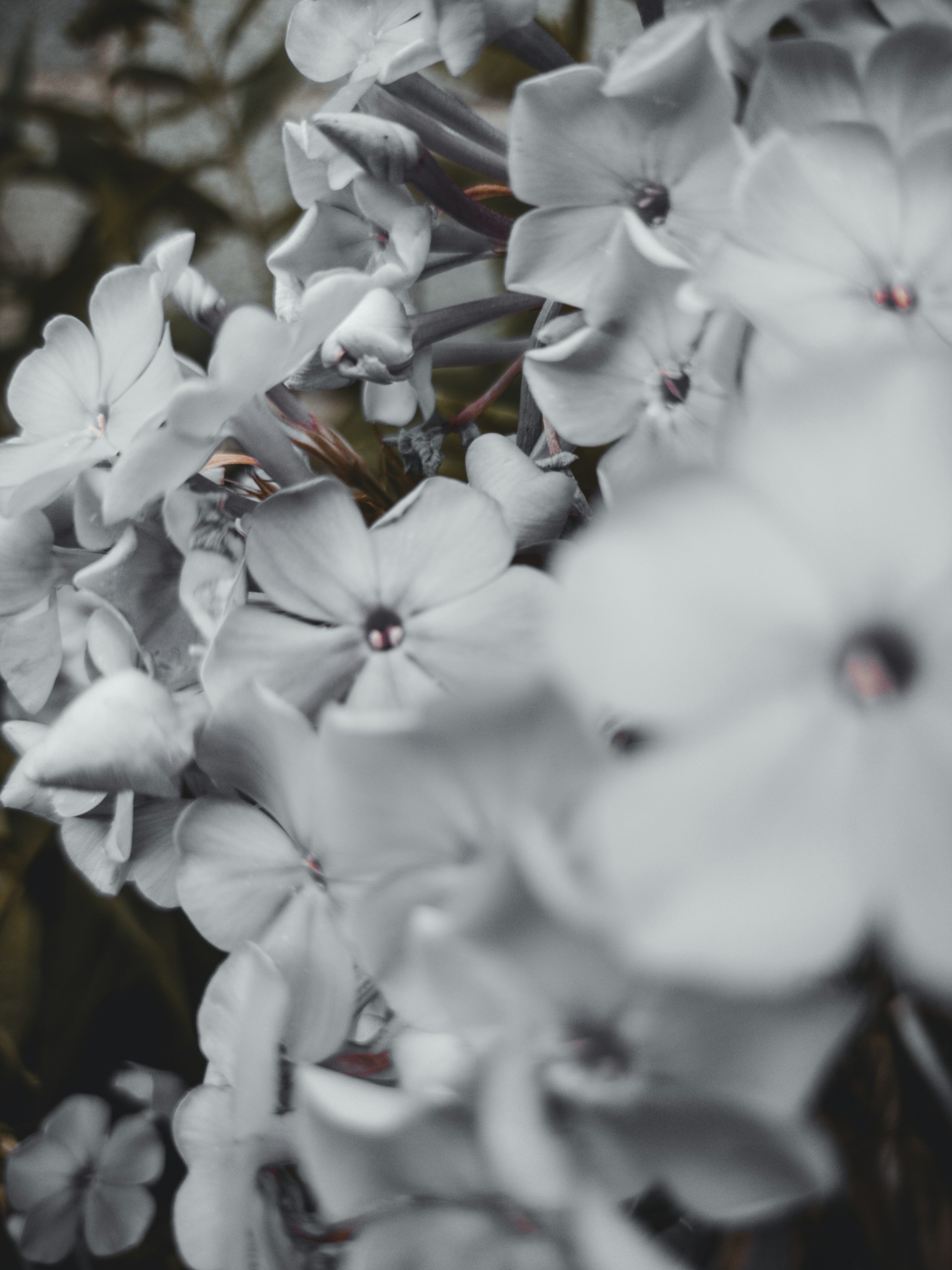 a close up of white flowers