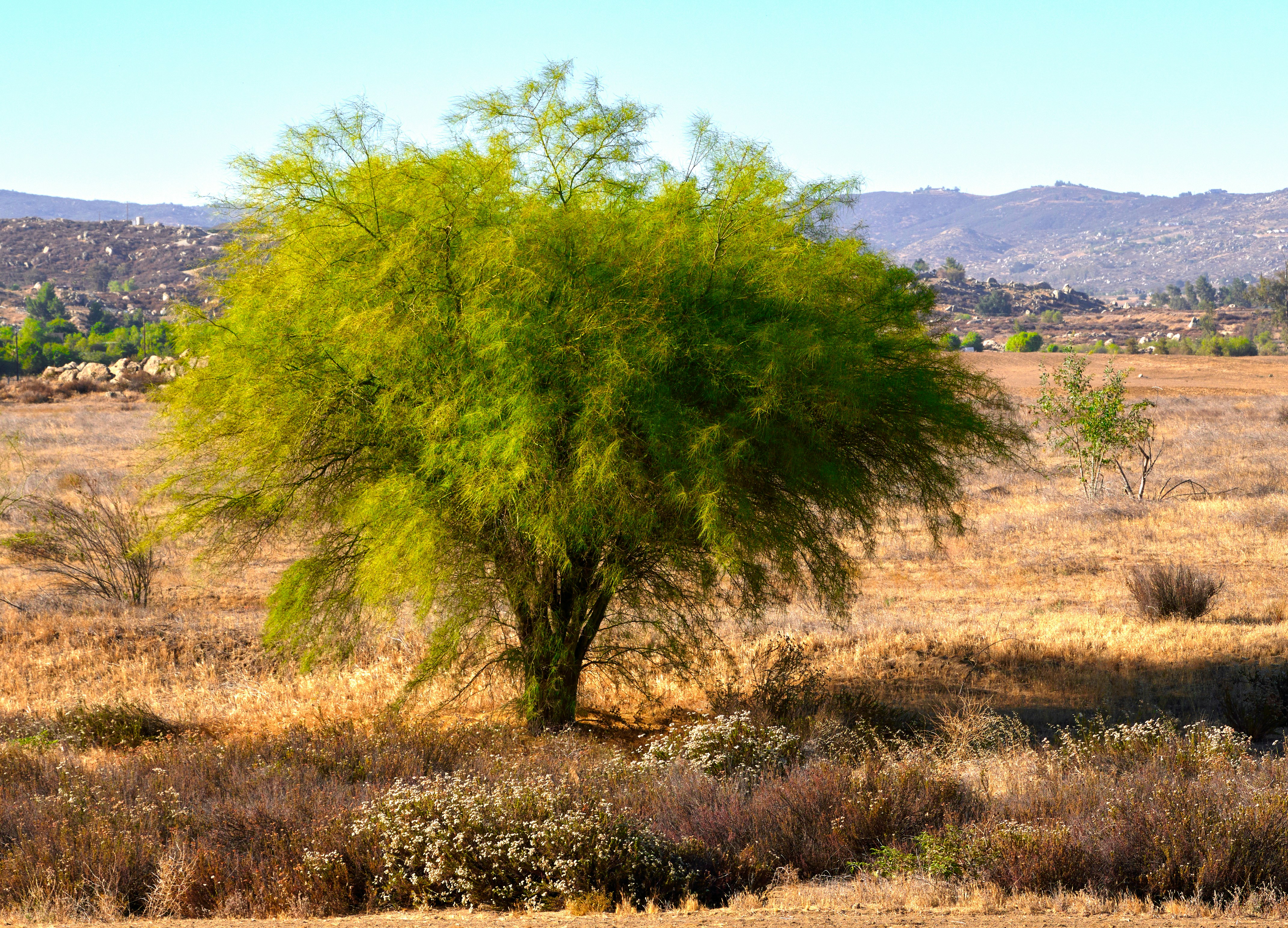 Palo Verde Tree