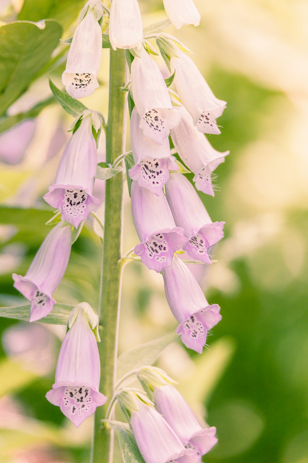 a close up of a flower