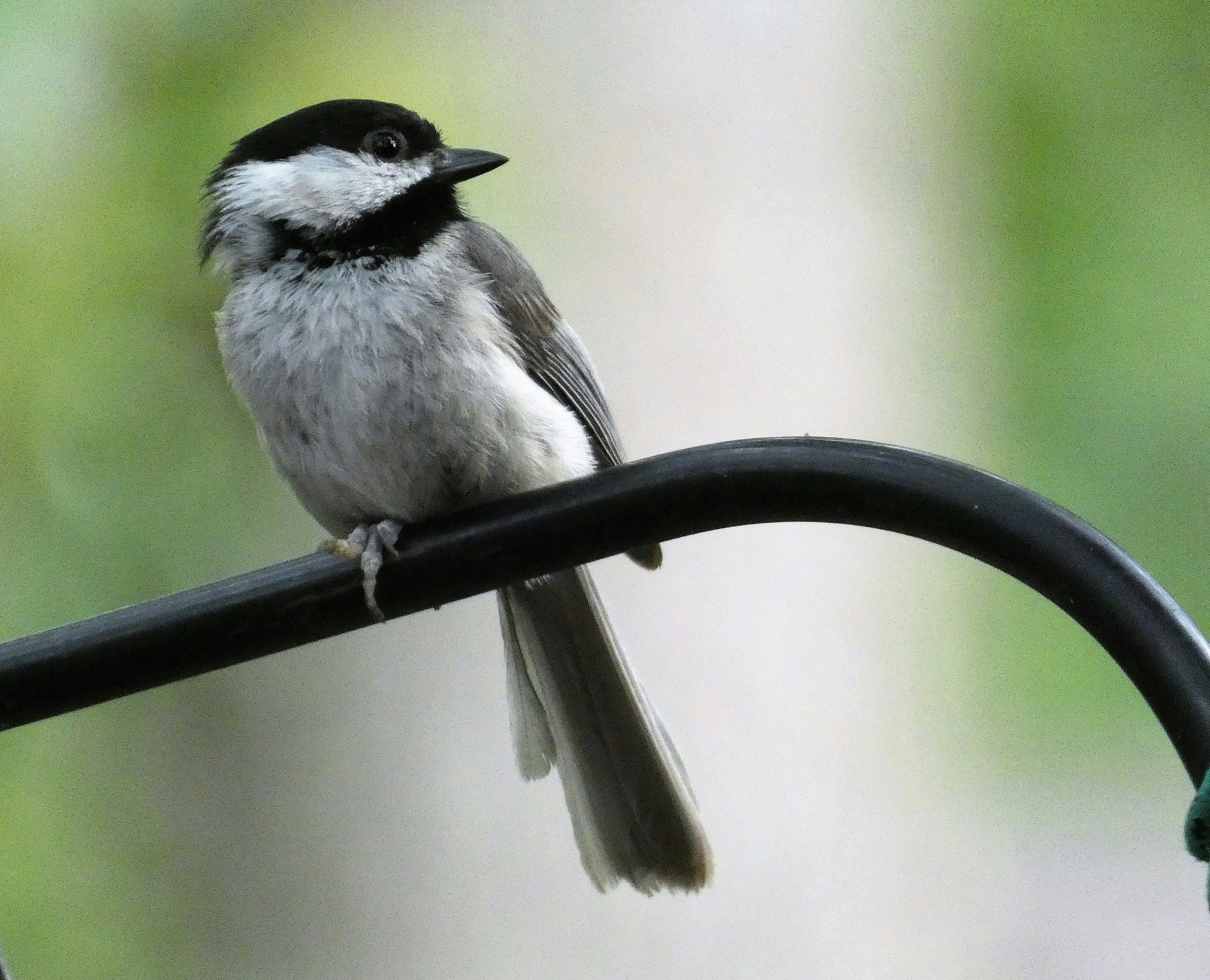 Photo by arkansas007