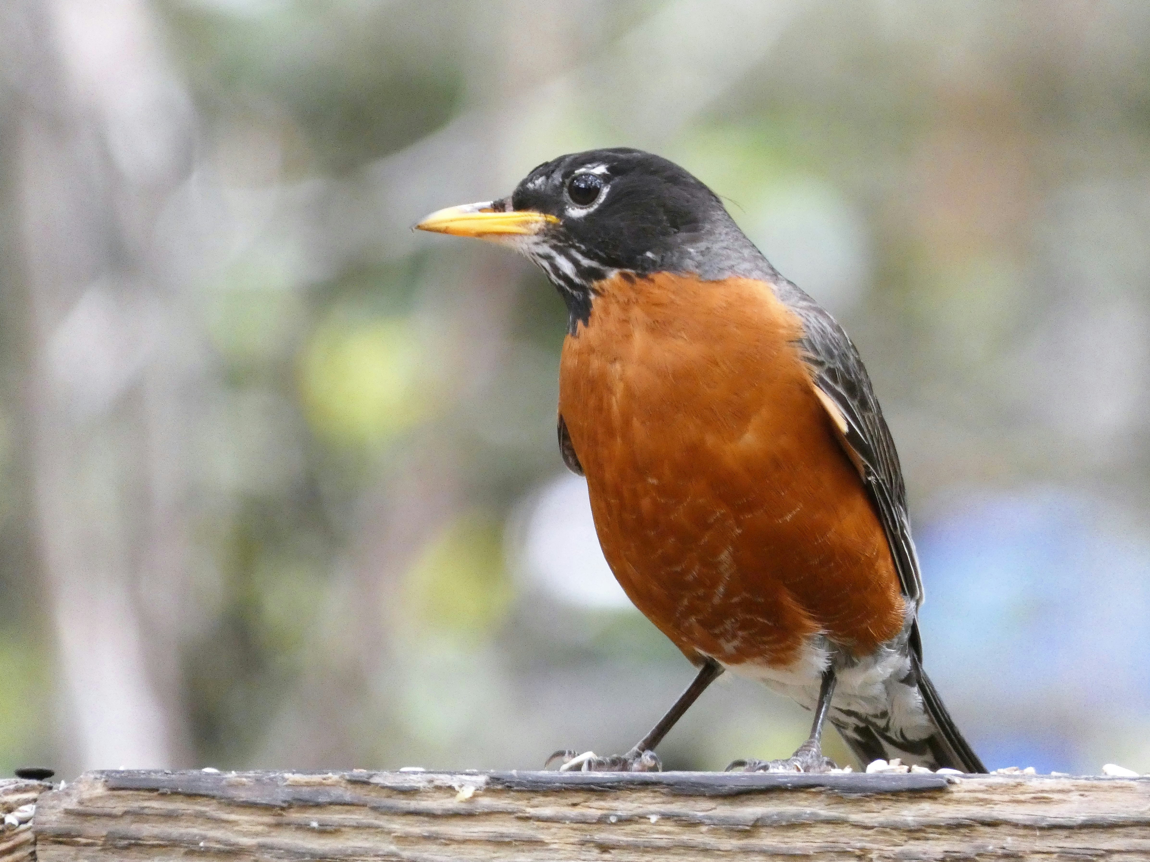 Photo by arkansas007