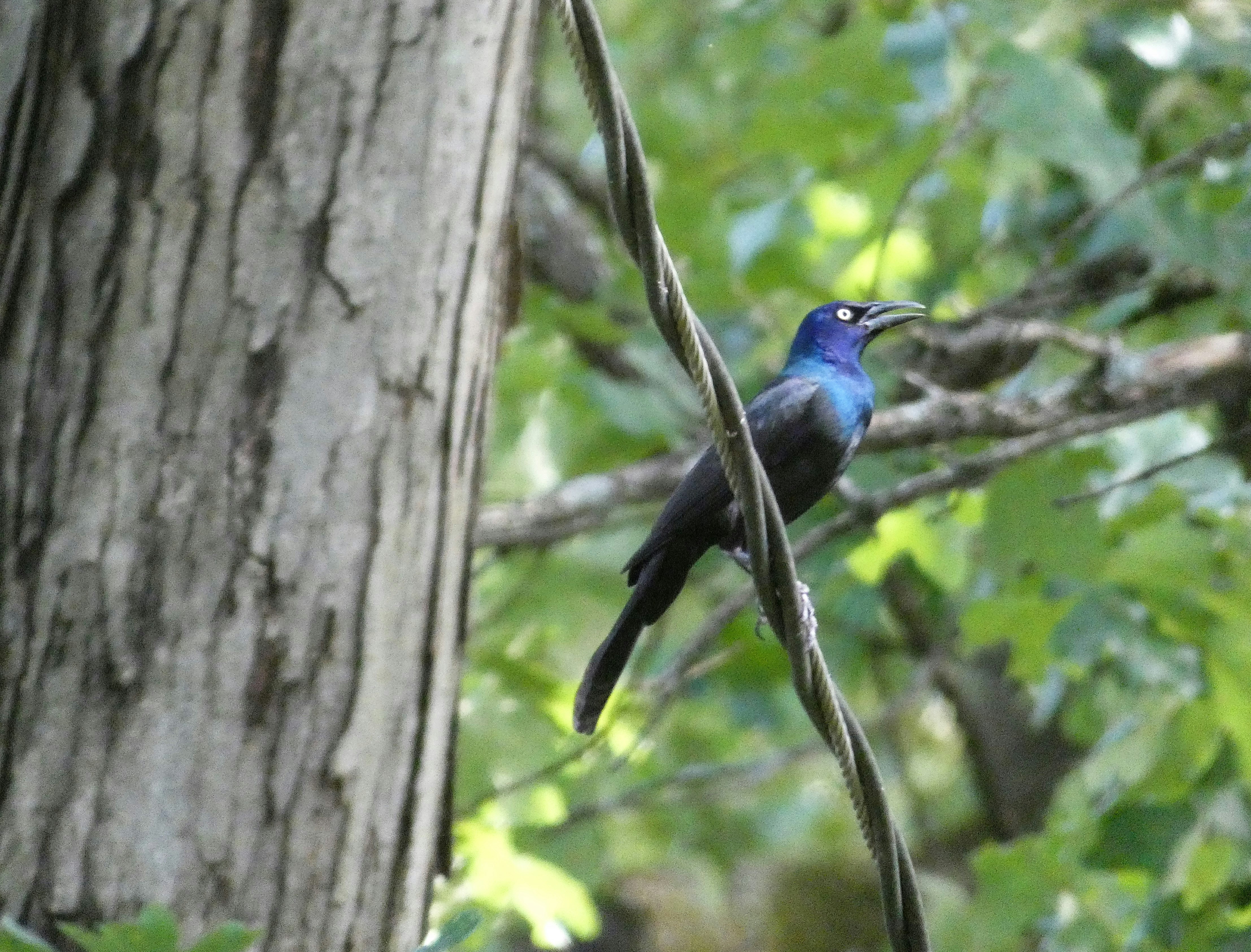 Common Grackle
