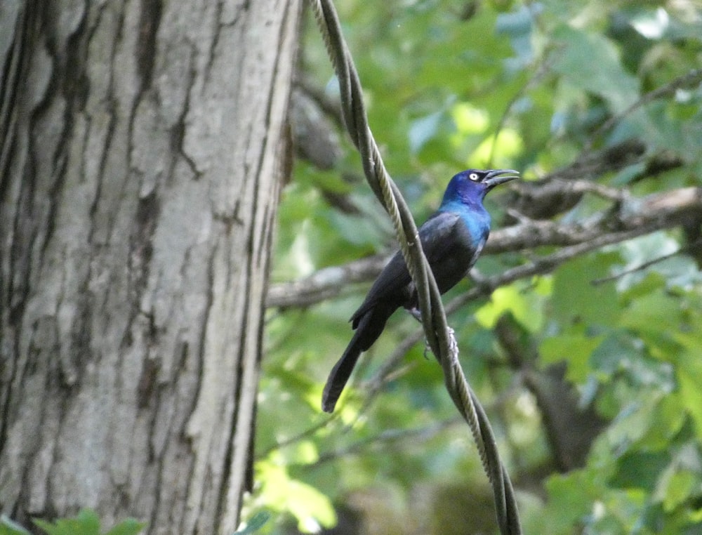 a bird perched on a tree