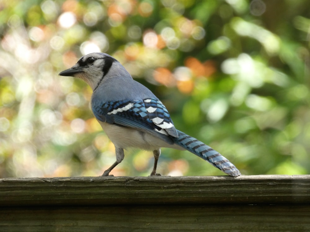 a small bird on a fence