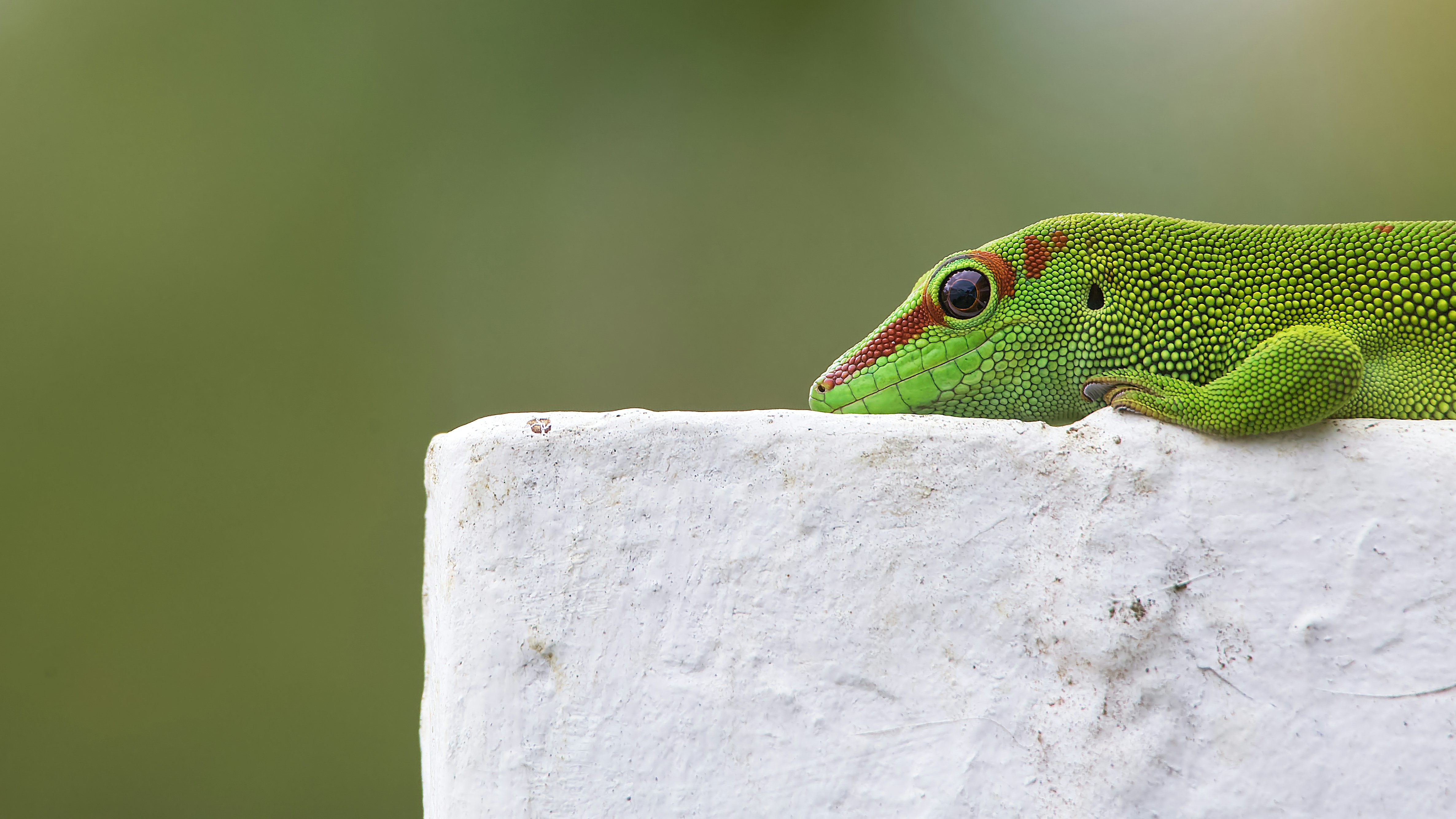 a green lizard on a white surface