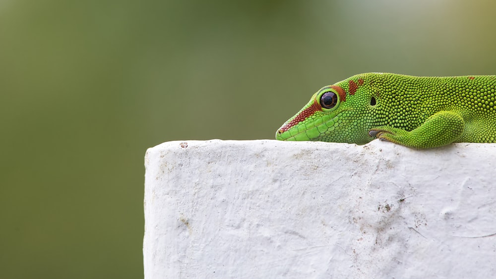 a green lizard on a white surface