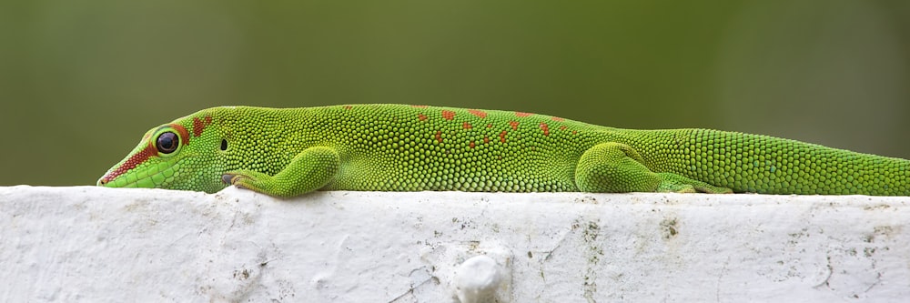 a green lizard on a white surface