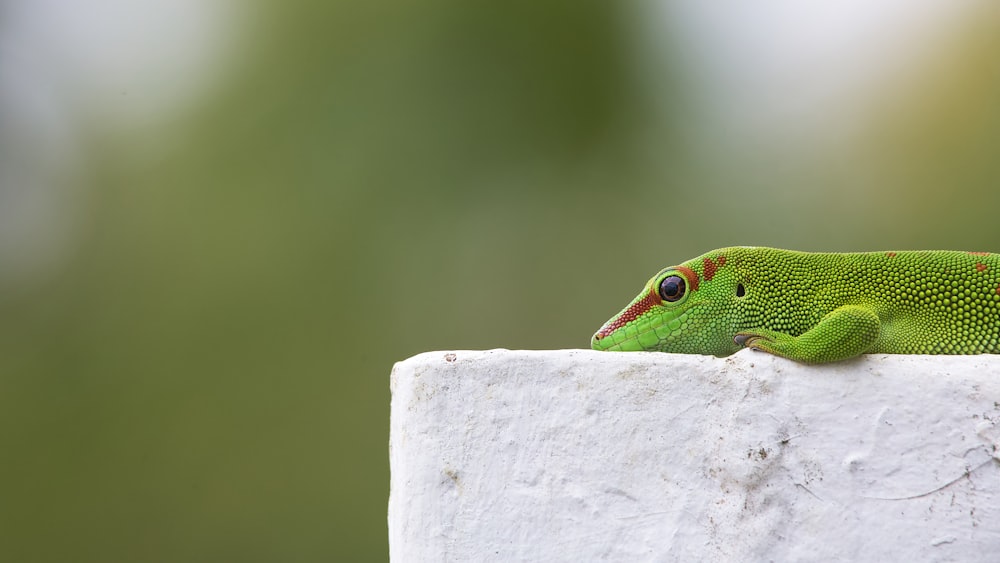 a green lizard on a white surface