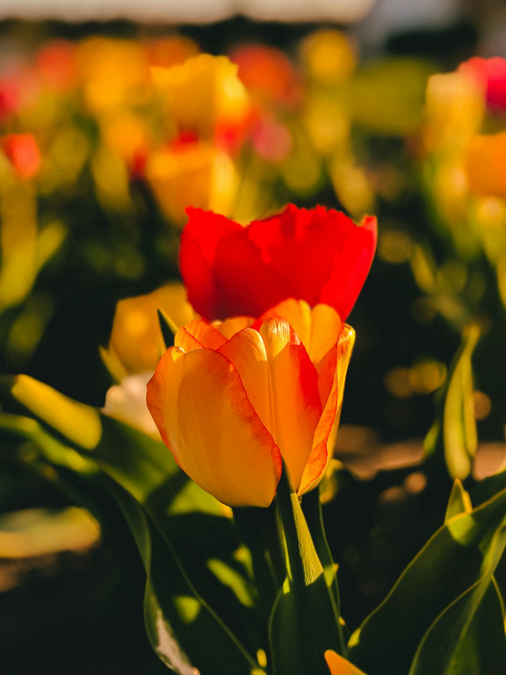 a close up of some flowers