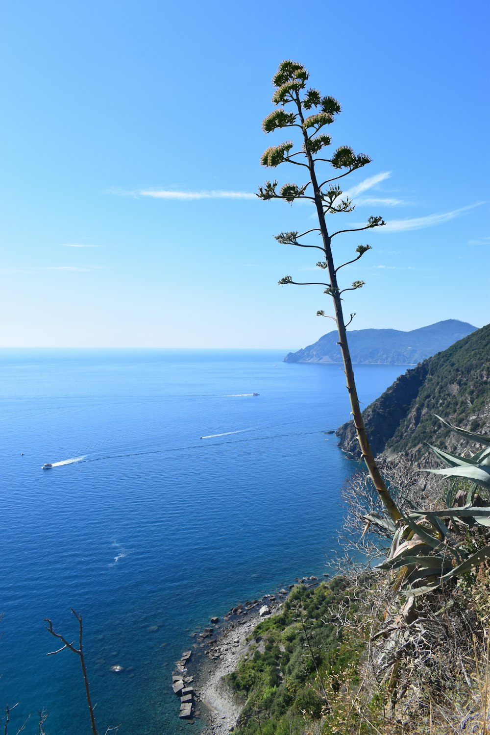 Un árbol en un acantilado con vistas a un cuerpo de agua