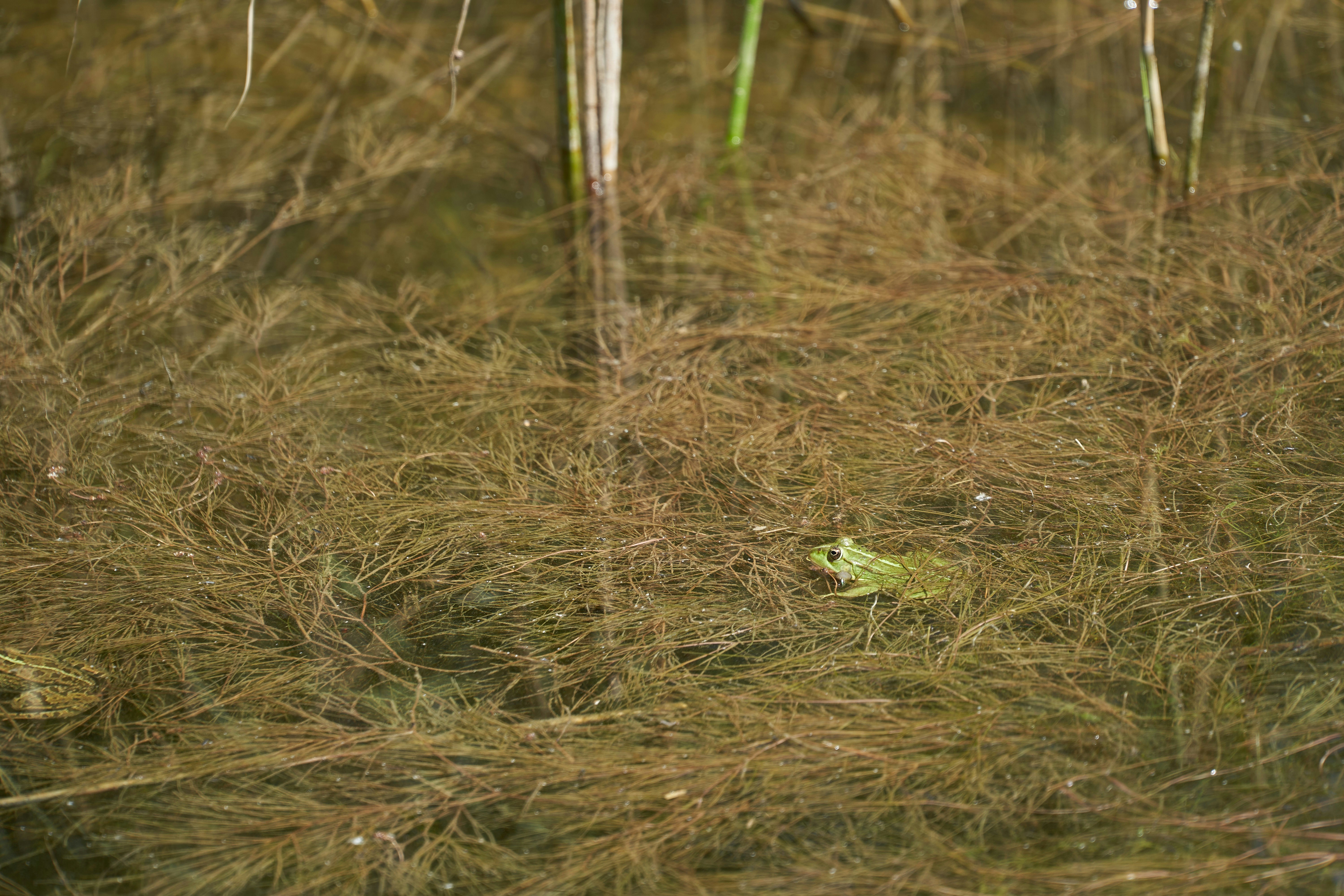 Photo by wolfgang_hasselmann