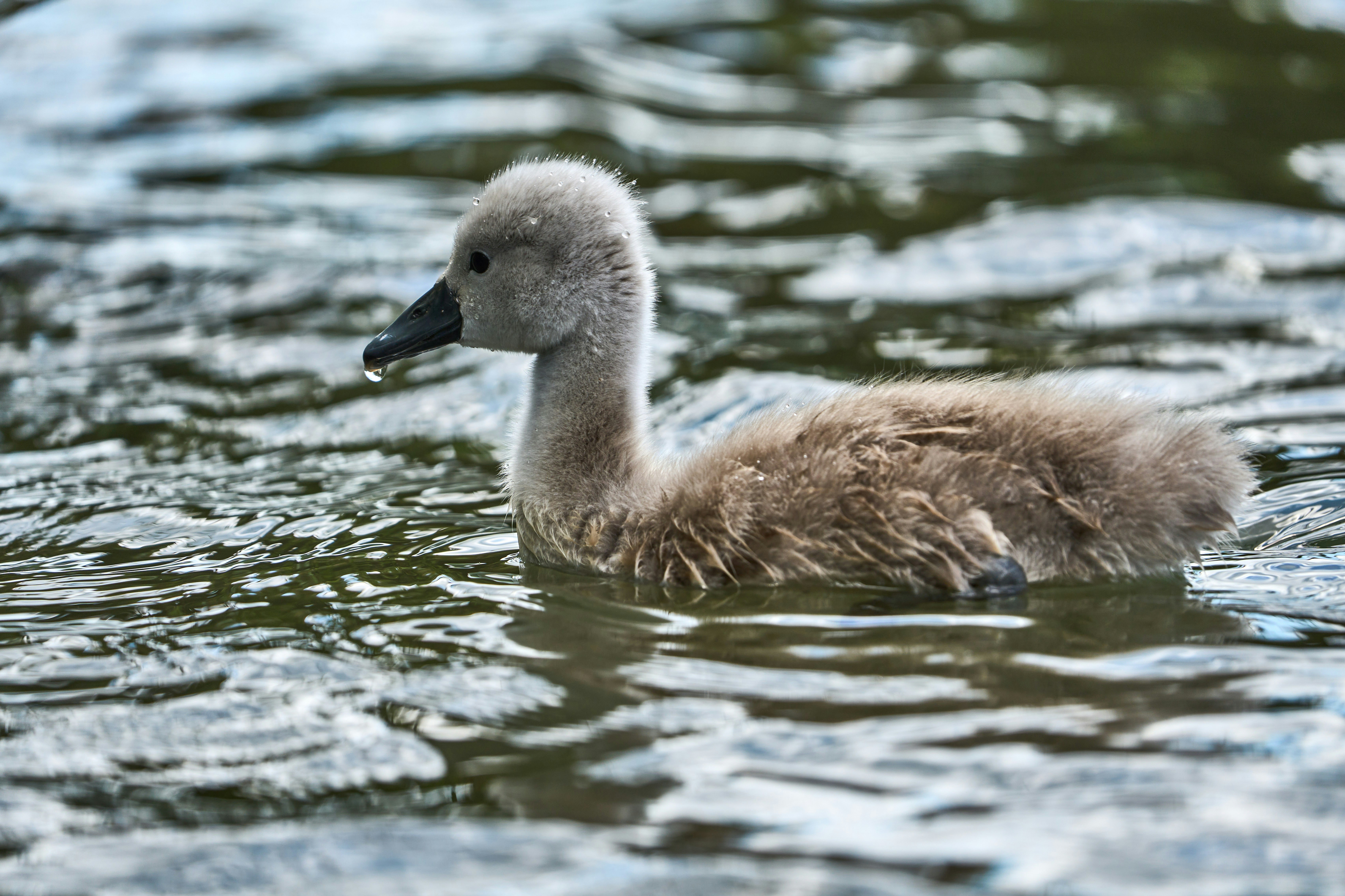 Photo by wolfgang_hasselmann