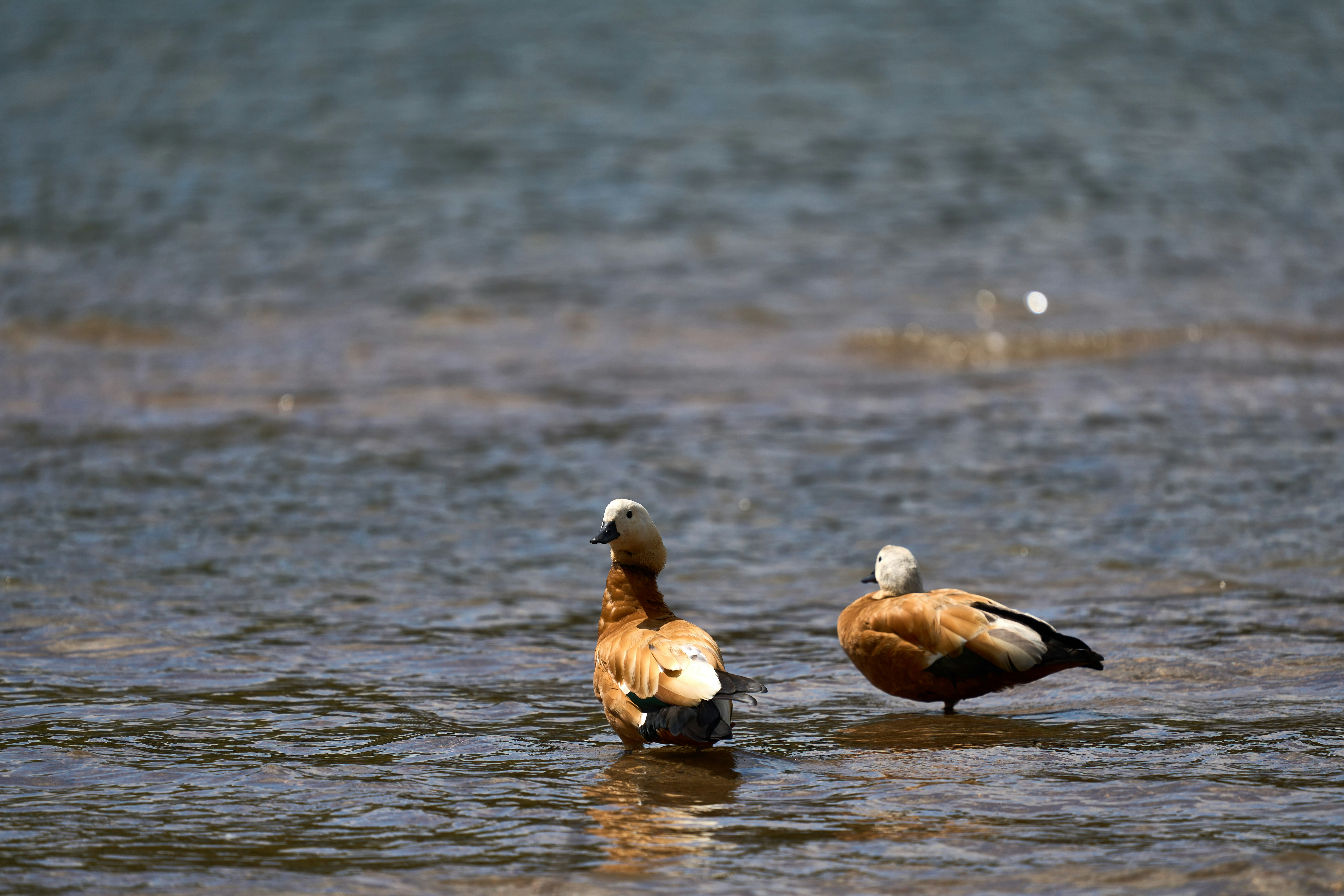 Photo by wolfgang_hasselmann