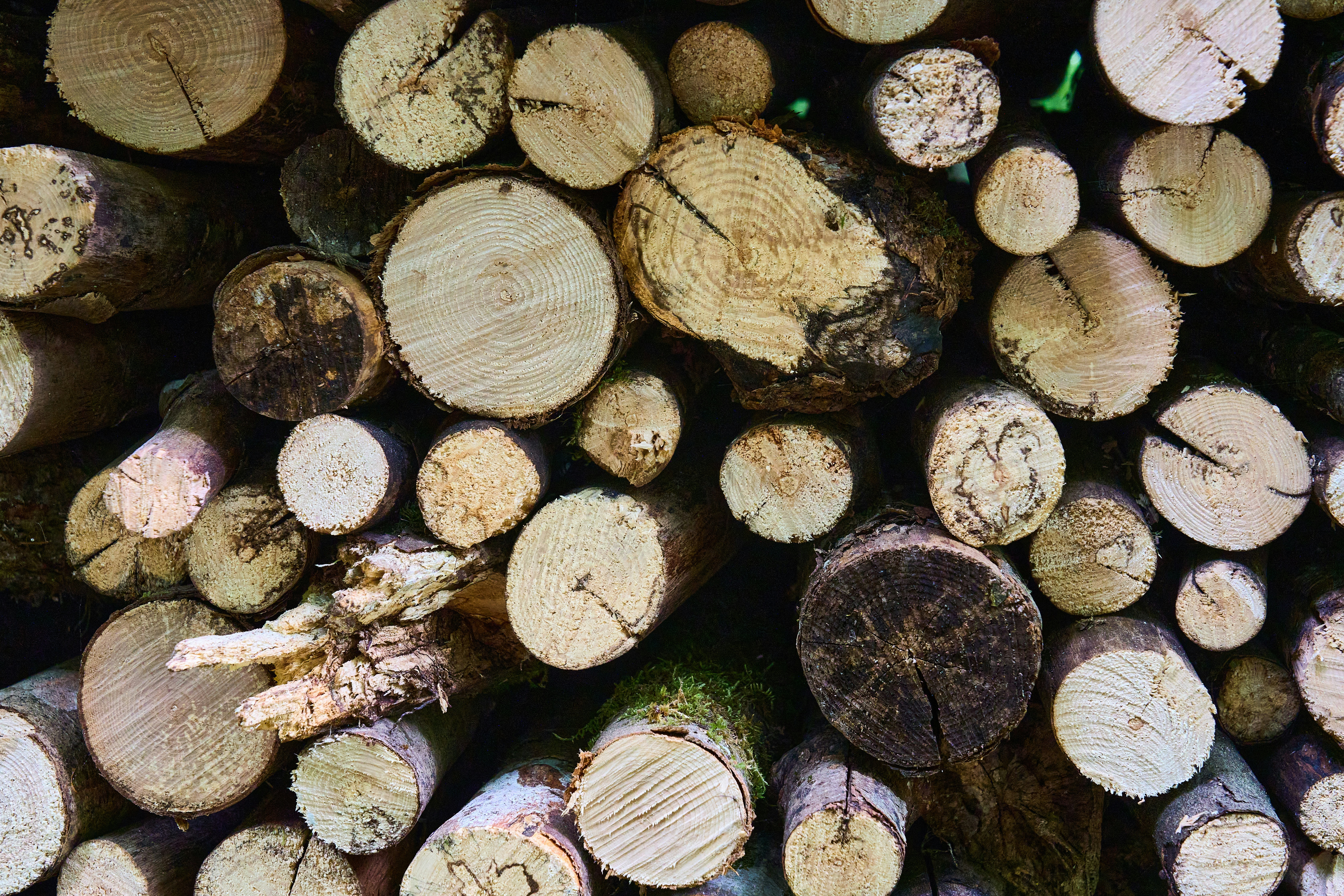 Photo by wolfgang_hasselmann