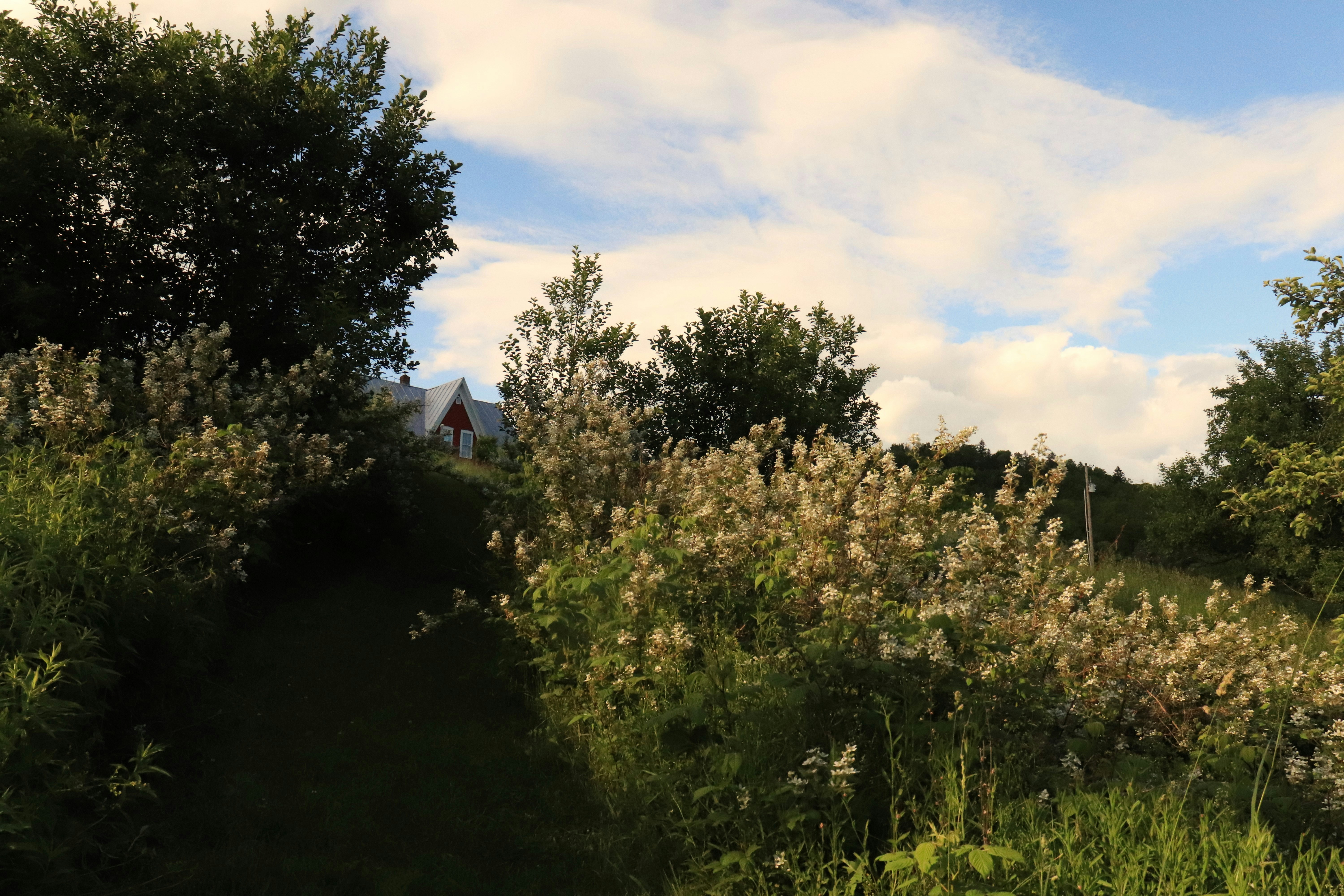 a house in the distance surrounded by trees
