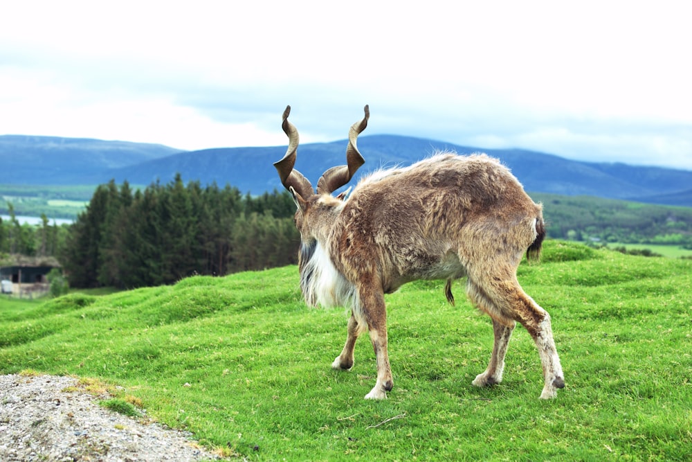 a large horned animal