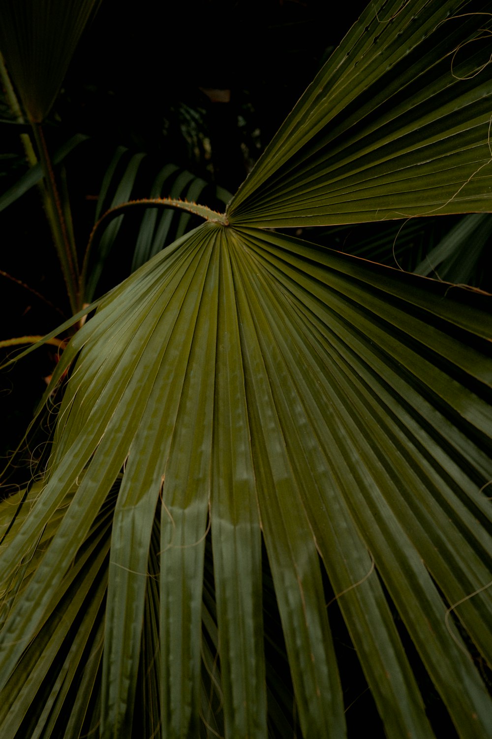 a close up of a plant