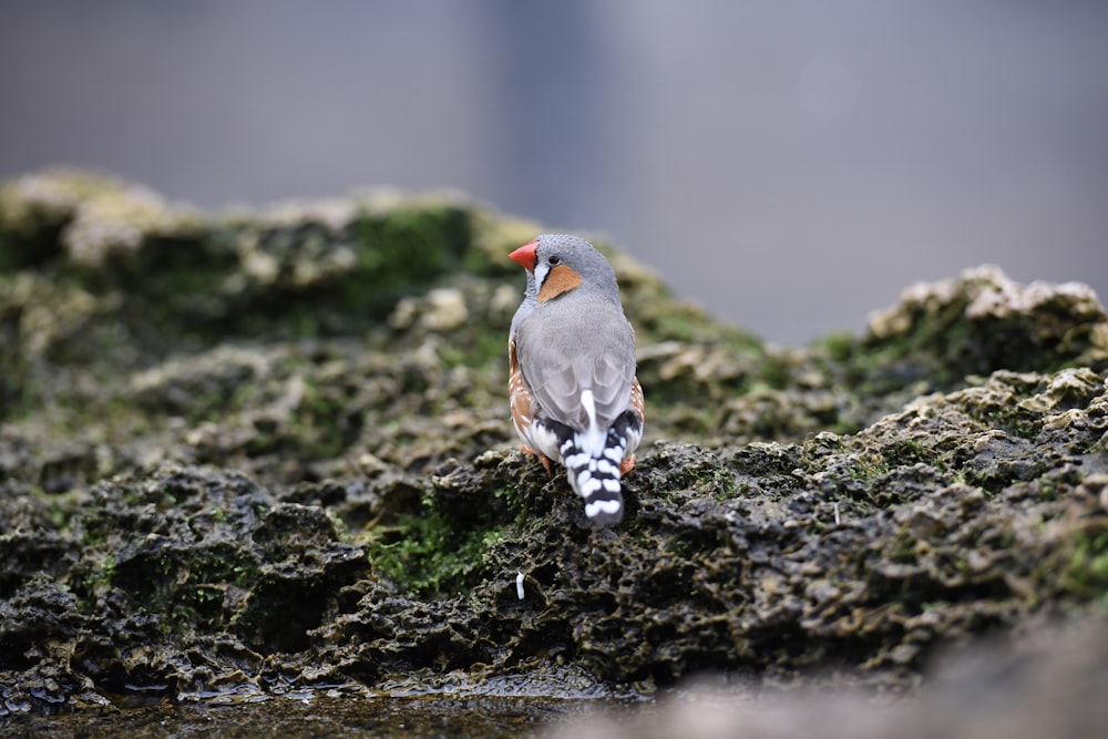 a bird on a rock