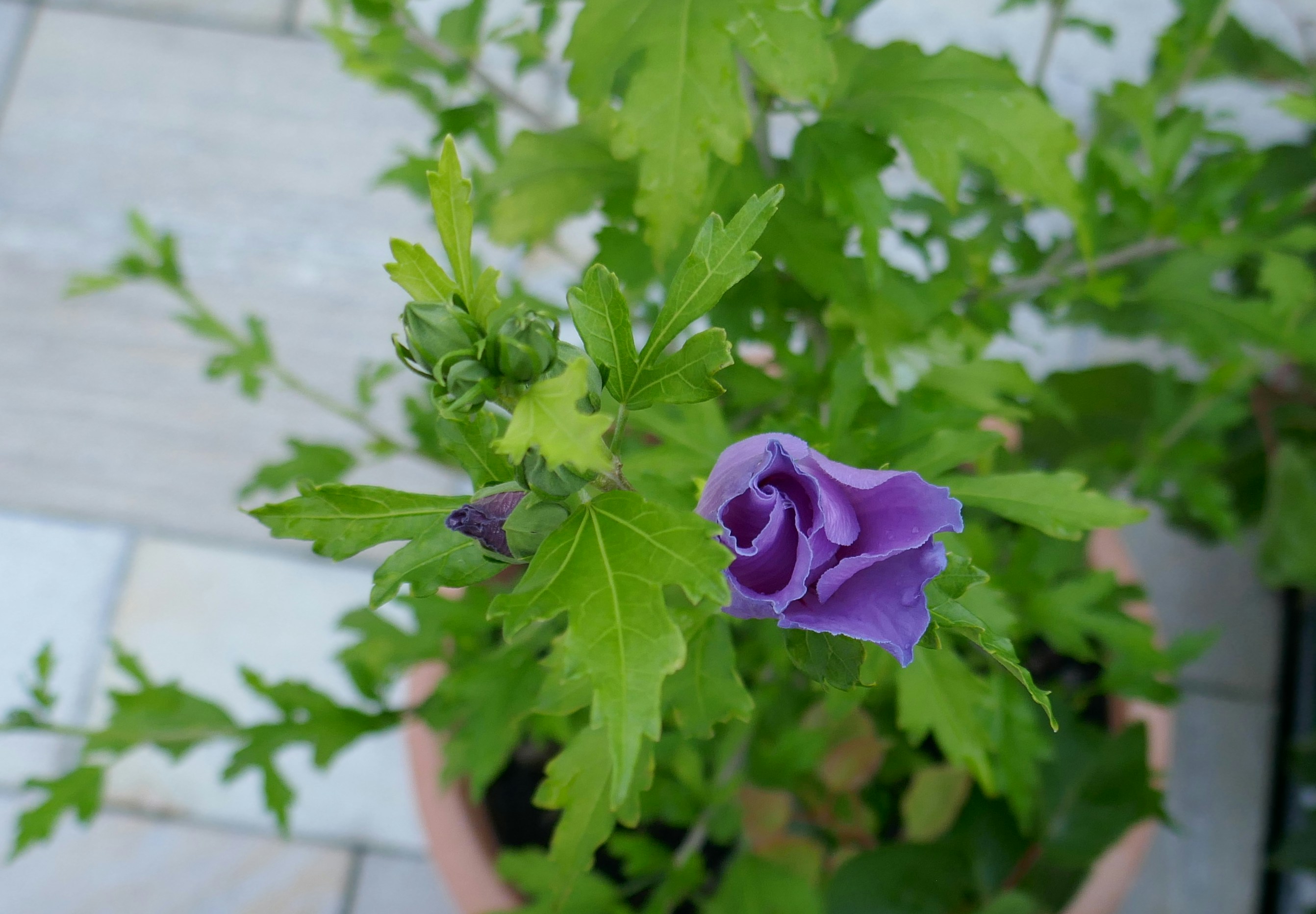a purple flower on a plant