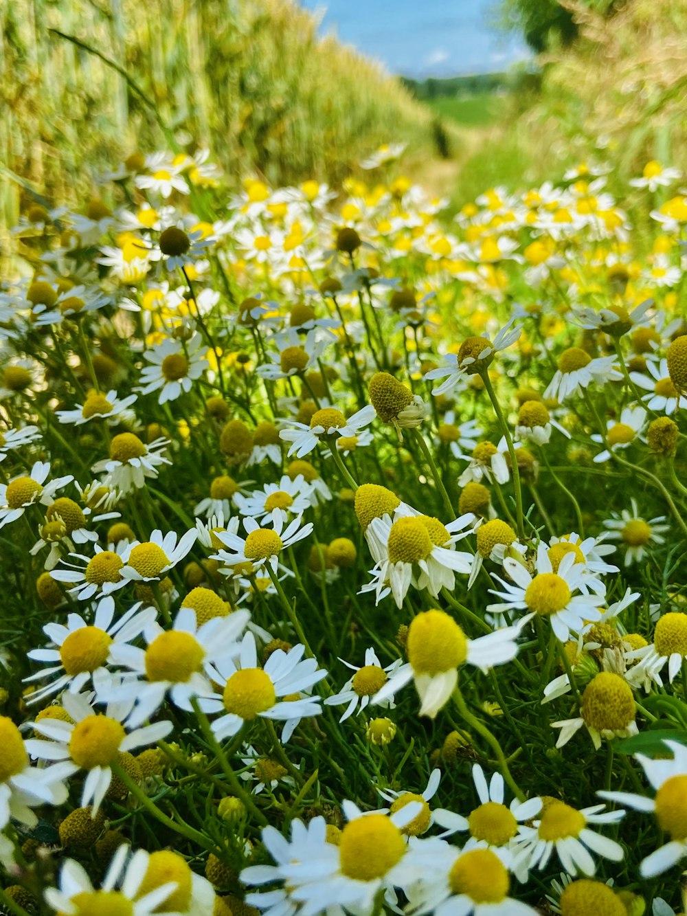 a field of yellow flowers