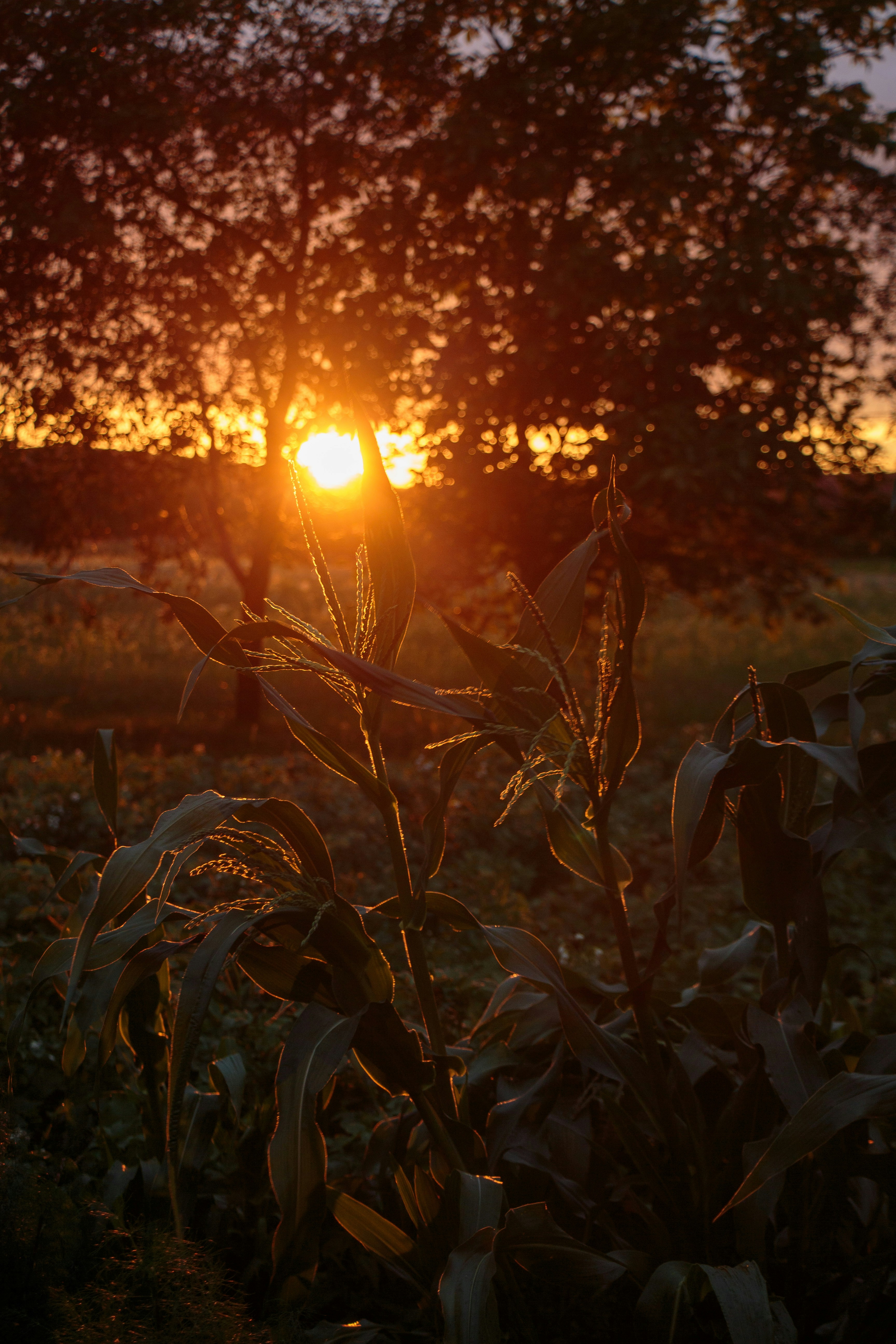 Photo by viktorsmoliak