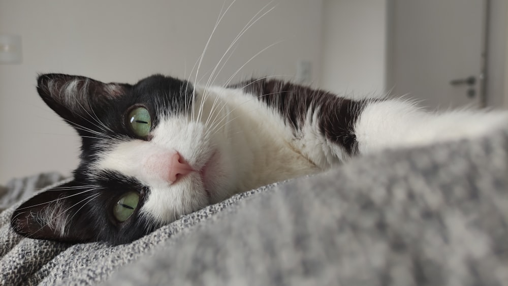 a cat lying on a blanket