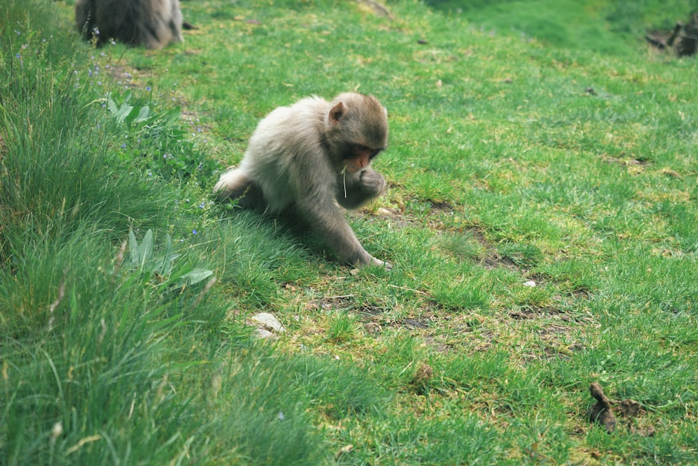 a bear eating a ball