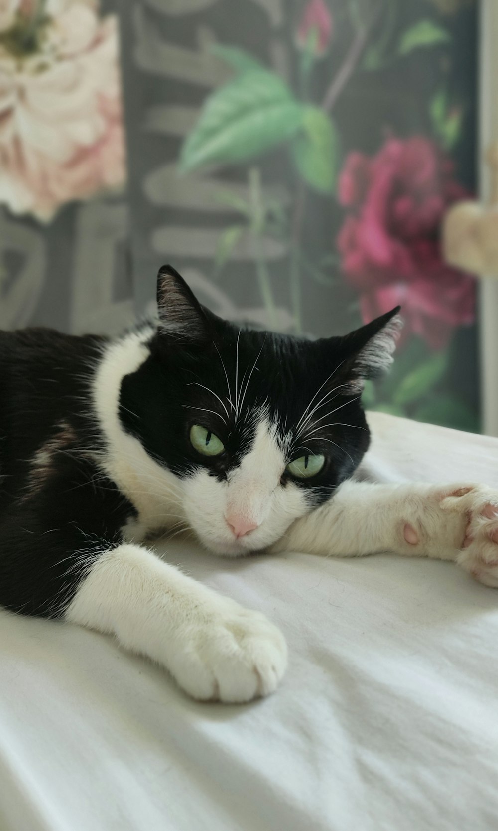 a black and white cat lying on a white surface