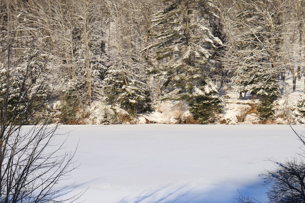 a snowy landscape with trees