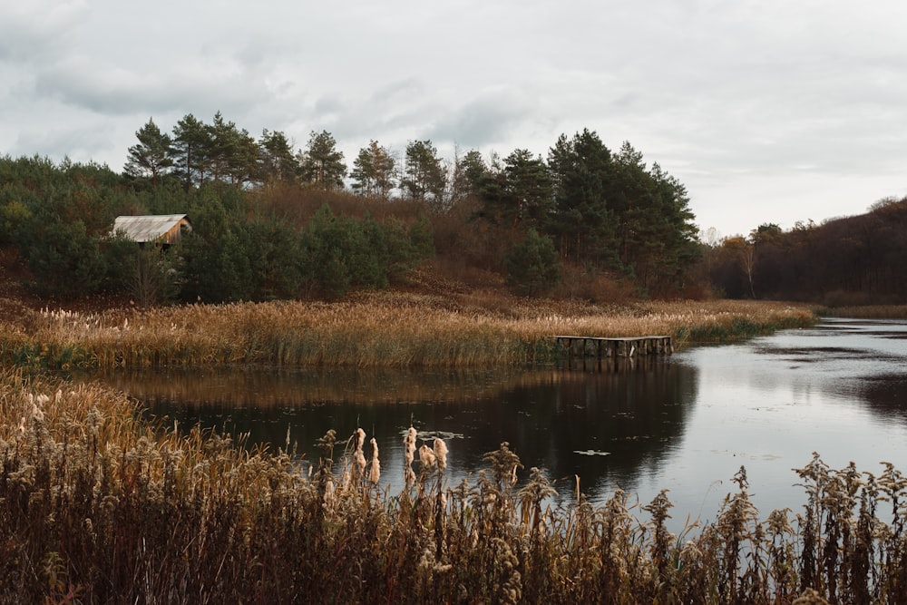 a pond with grass and trees around it