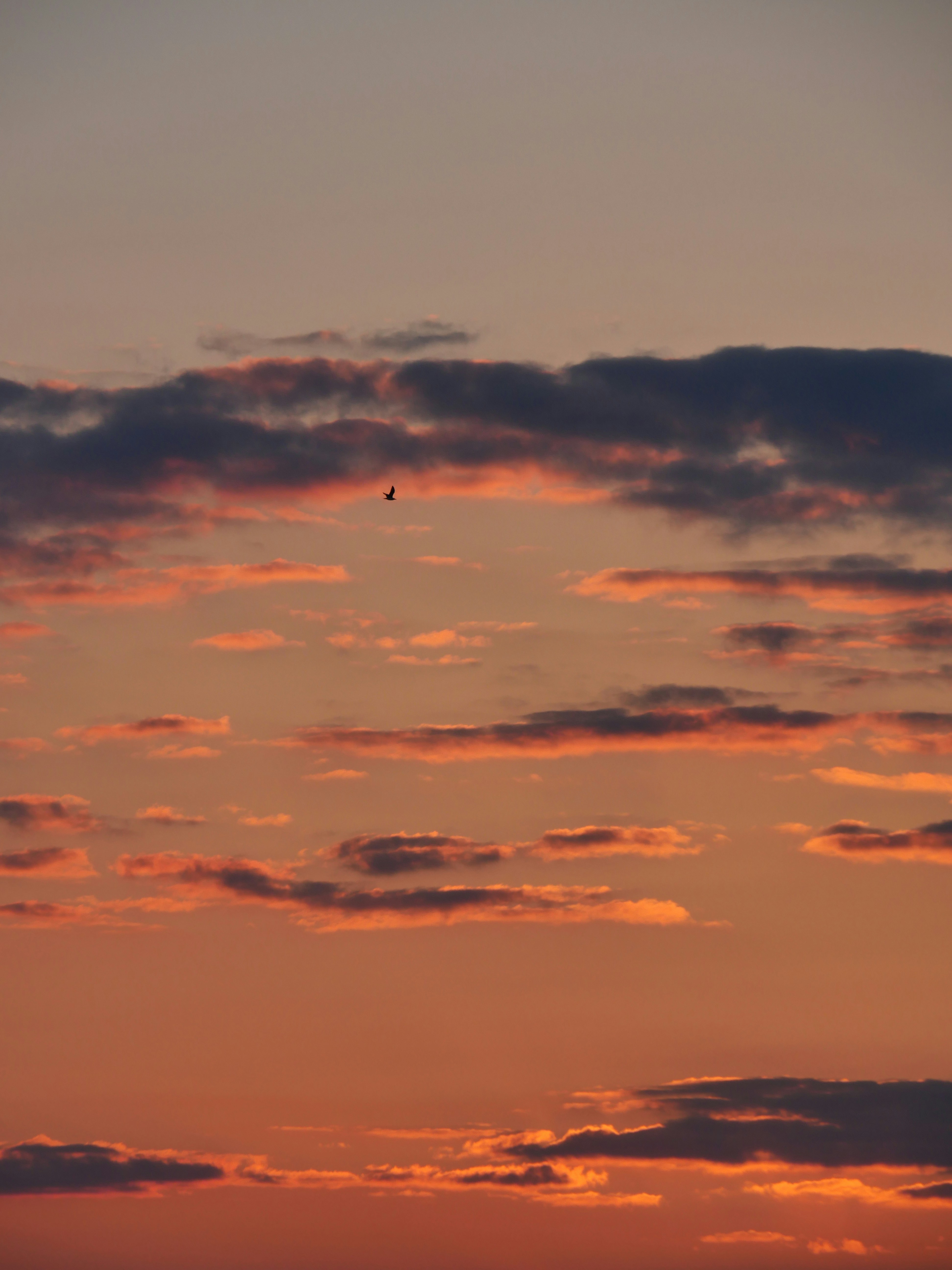 Photo by nimbus_vulpis