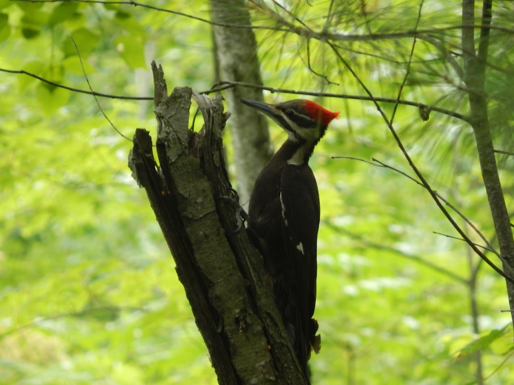 a bird on a tree branch