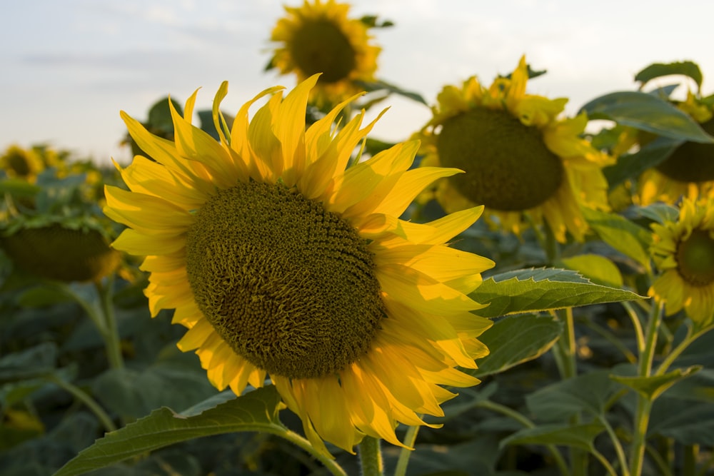 a close up of a sunflower