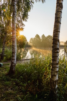 Sunlight filters through the trees by a tranquil lake, with mist rising from the water and tall grass bordering the scene. Birch trees frame the image, casting long shadows on the ground.