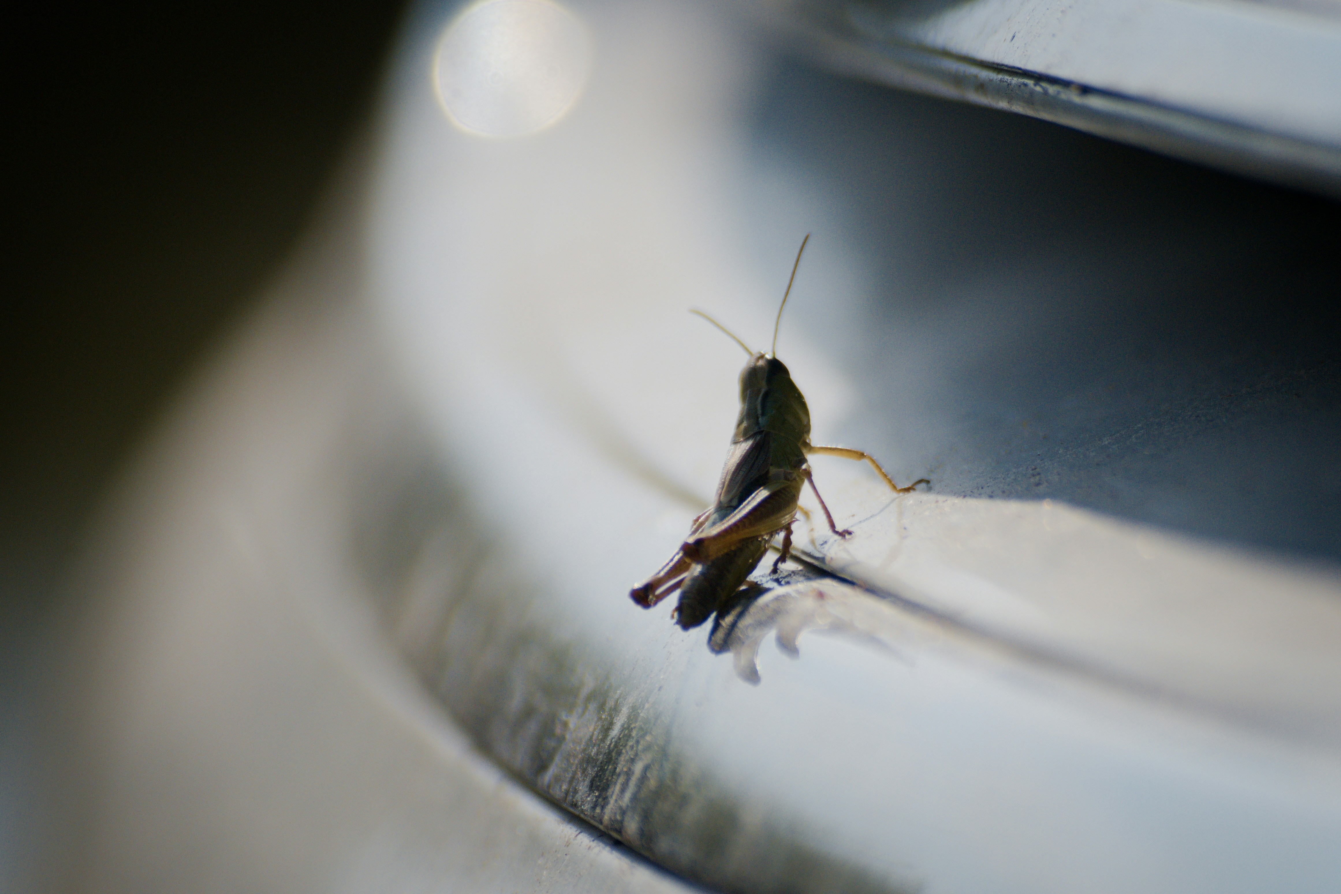 a bug on a white surface