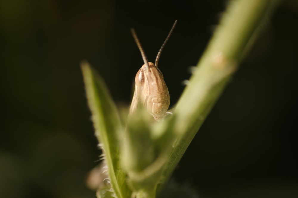 a bug on a plant