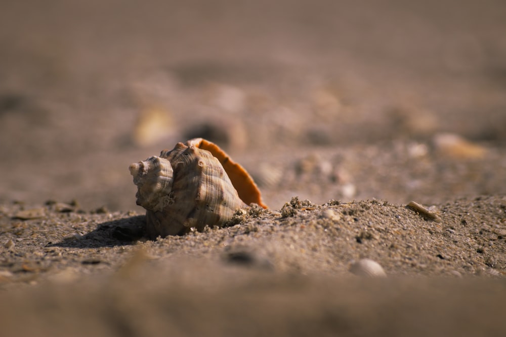 a small turtle on the ground