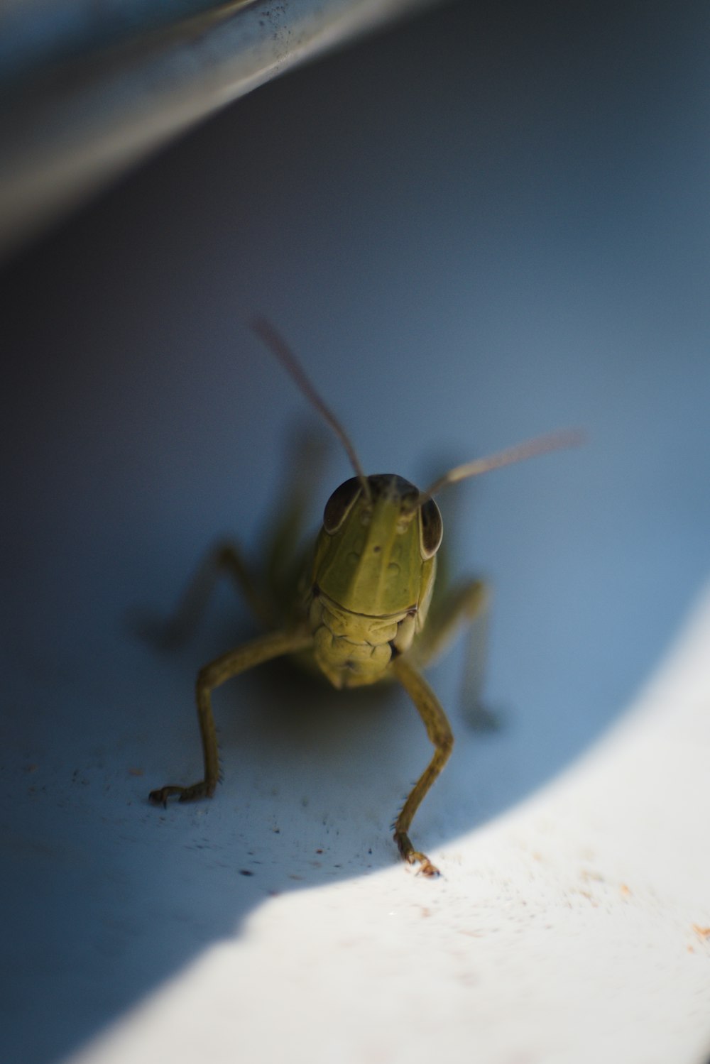 a close up of a bug