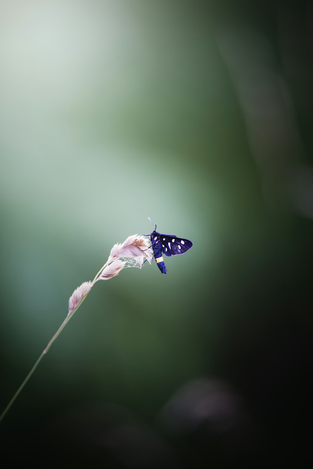 a butterfly flying in the air