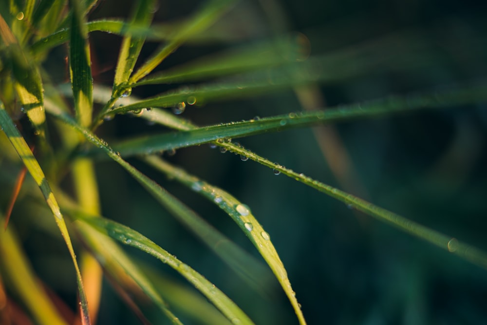 a close up of a plant