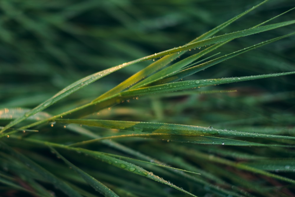 close up of a green plant