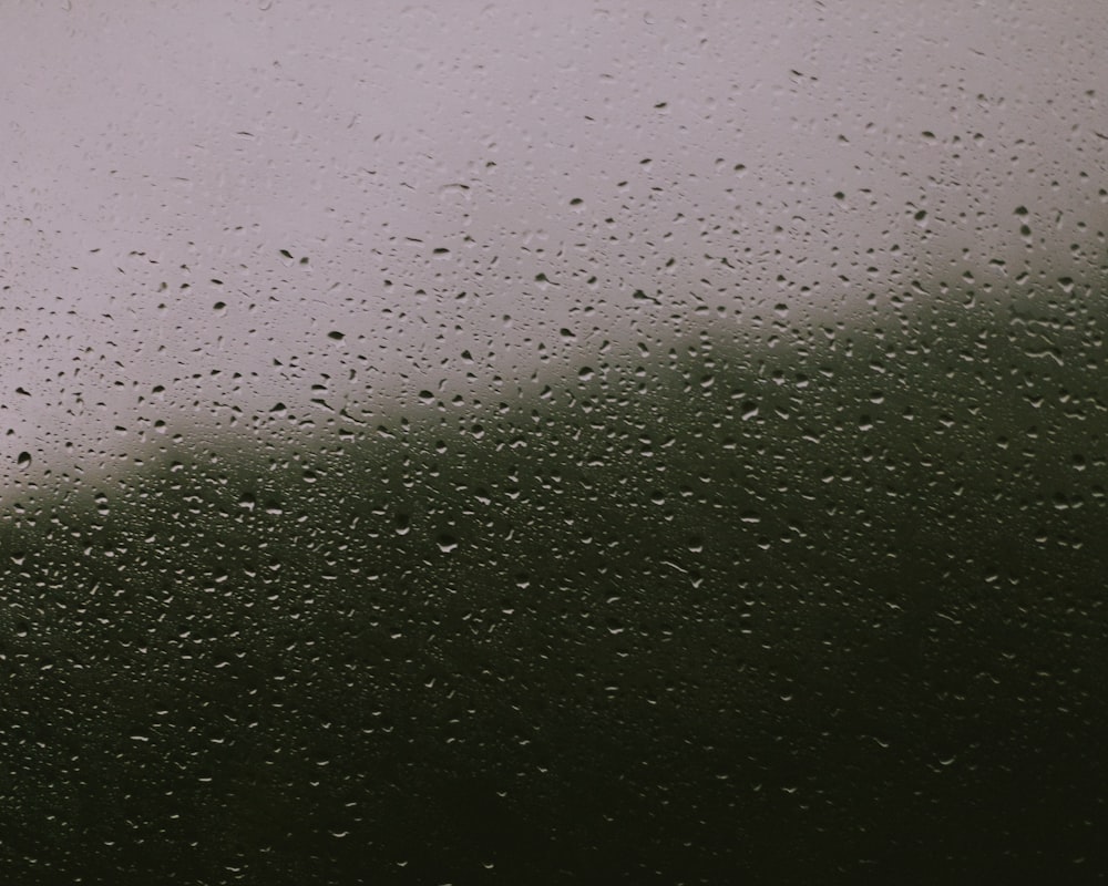 a close up of a wet grass