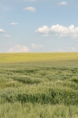 A serene landscape of a rural field with green grass and blue sky.