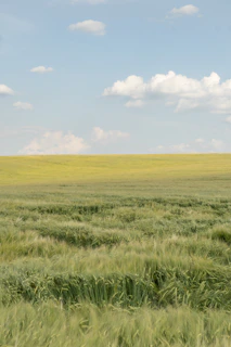 A serene plot of land with green grass under a clear blue sky.