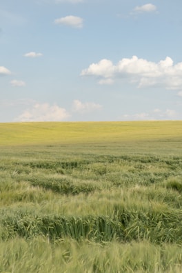 A serene landscape of a rural field with green grass and blue sky.